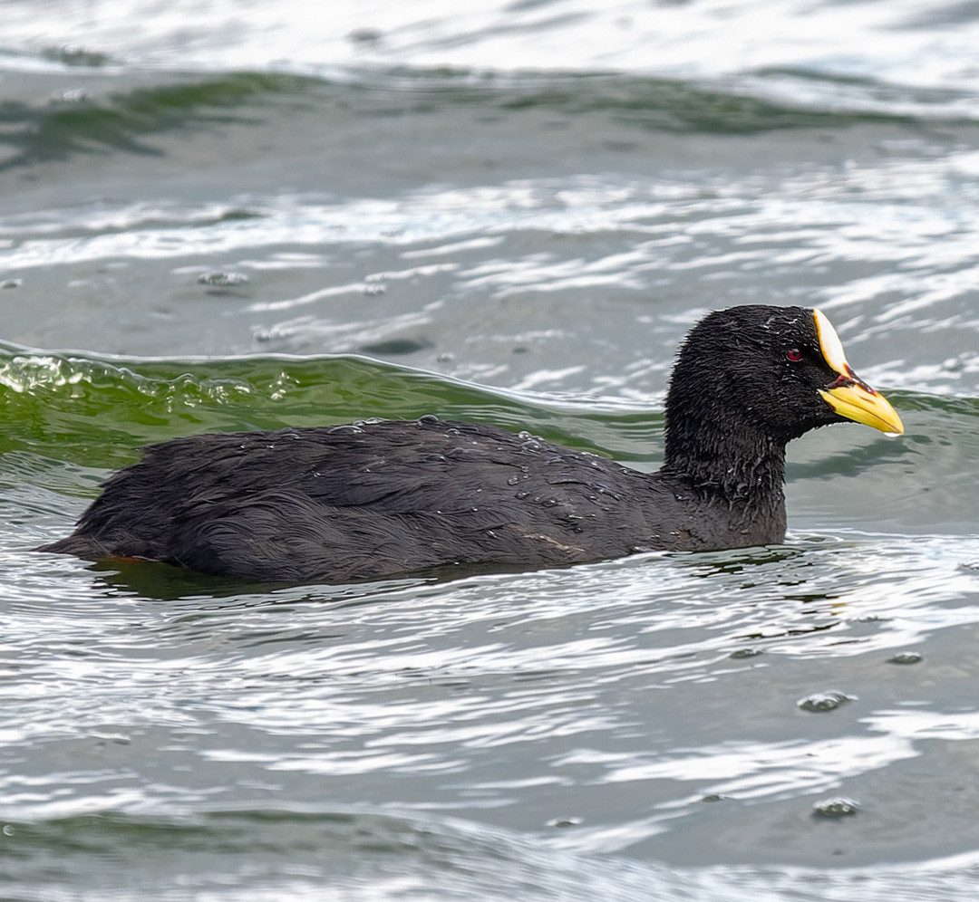 image Red-gartered Coot